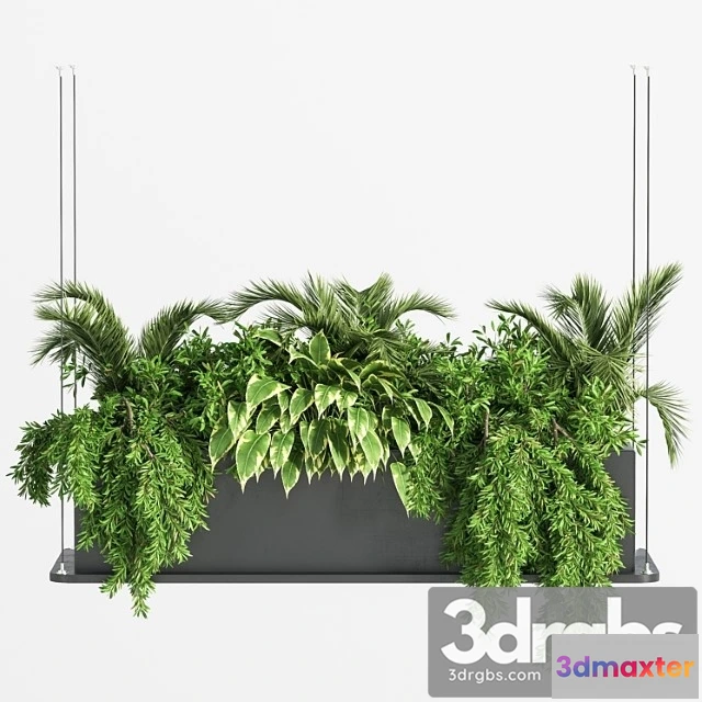 1062044 - Indoor Plant Set 32  (hanging Plants)