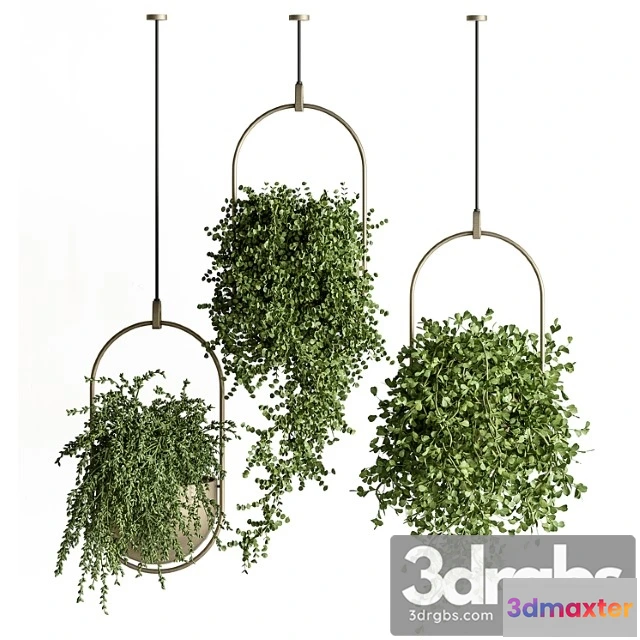 1062070 - Indoor plant set 410 - hanging plants