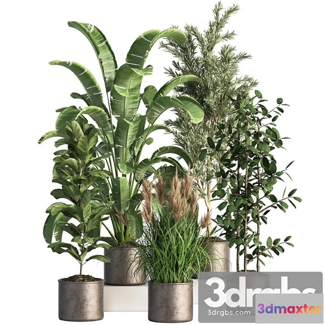 1062074 - Indoor Plant Set 43