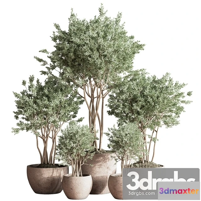 1062090 - Indoor Plant Set 61