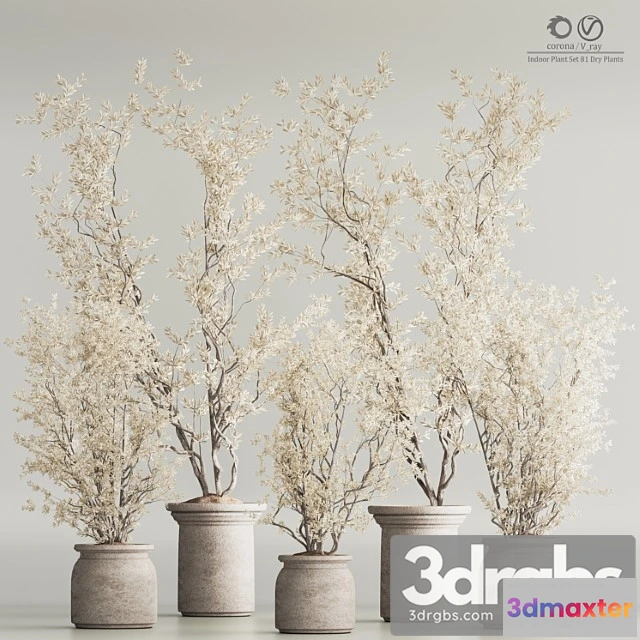 1062100 - Indoor plant set 81 dry plants