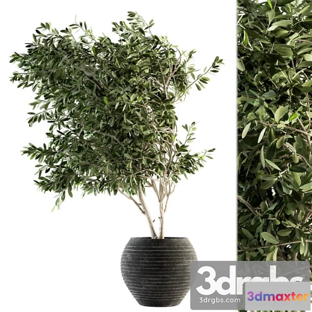 1062106 - Indoor plant set 87 - olive
