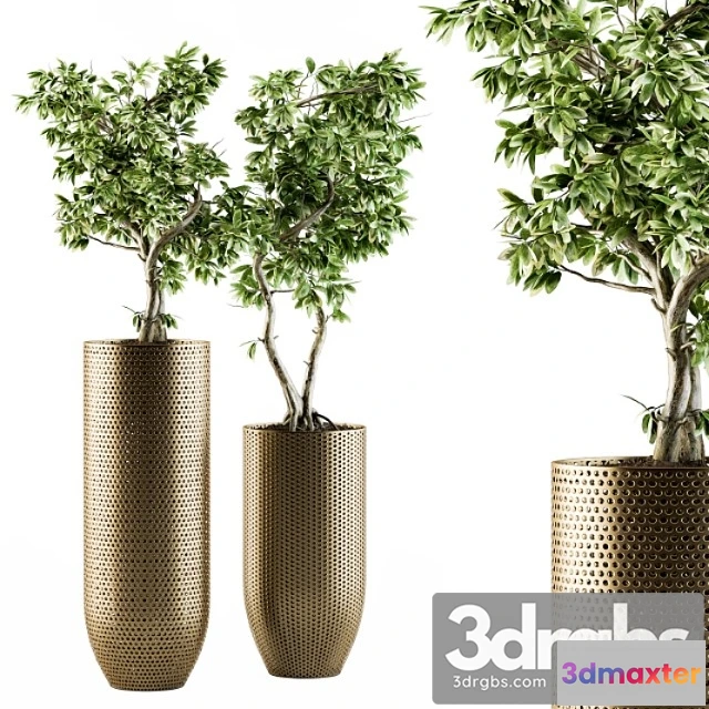 1062112 - Indoor plant set 91 - bonsai ficus benjamina