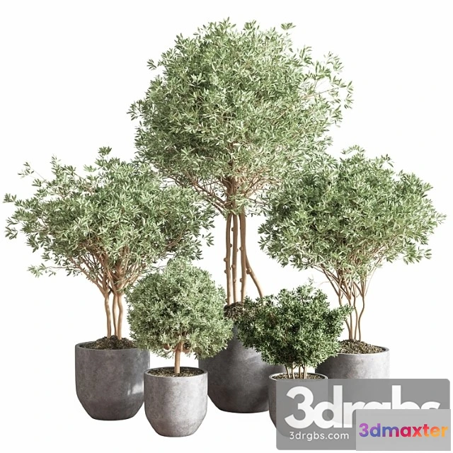 1062118 - Indoor Plant Set13 Corona