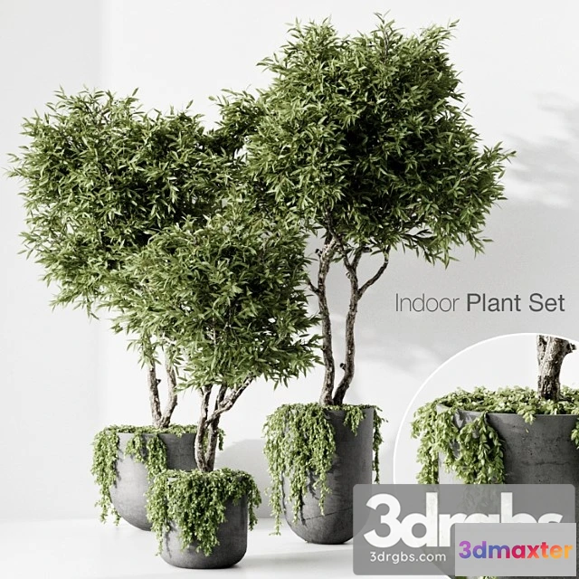 1062134 - Indoor plant