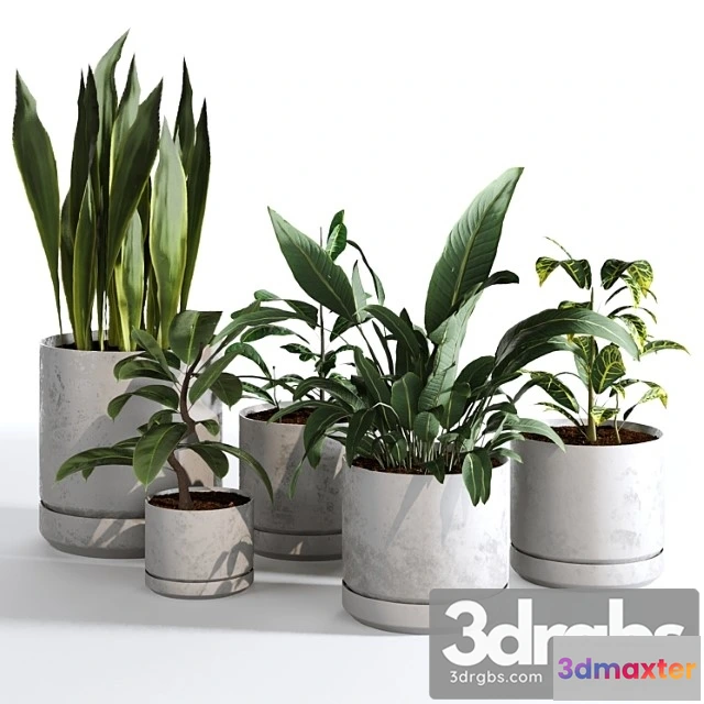 1062140 - Indoor plants collection - set 03