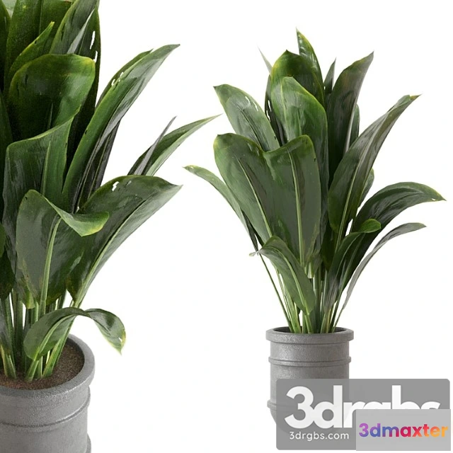 1062142 - Indoor plants collection - set 412