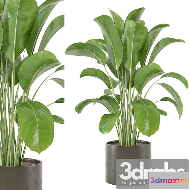 1062144 - Indoor plants collection - set 455