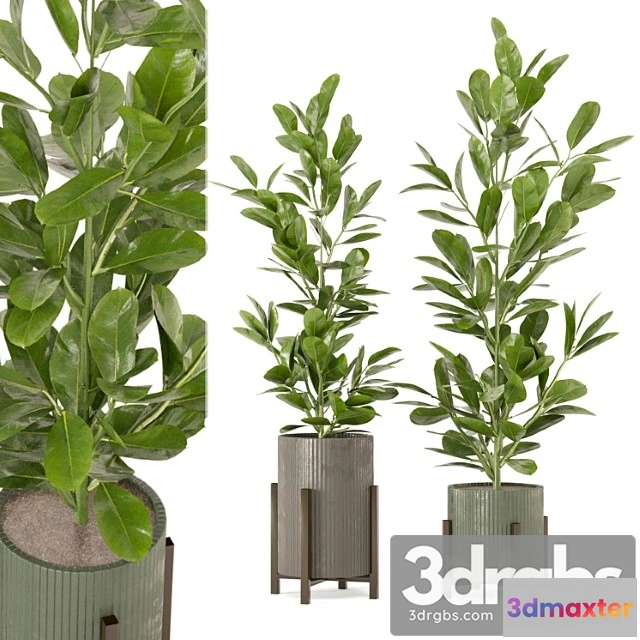 1062146 - Indoor plants collection - set 462