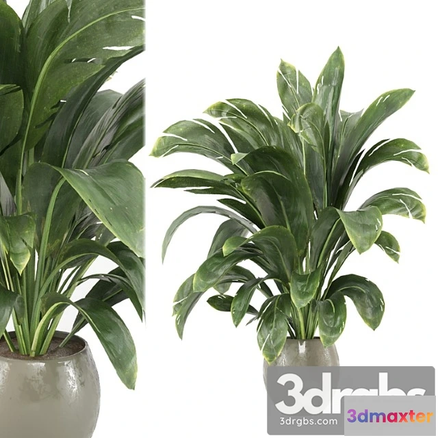 1062148 - Indoor plants collection - set 586