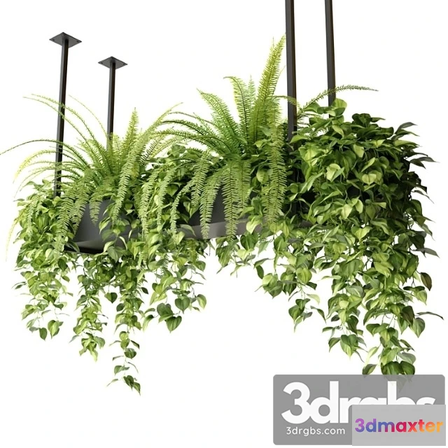 1062154 - Indoor plants in a hanging rectangular planter