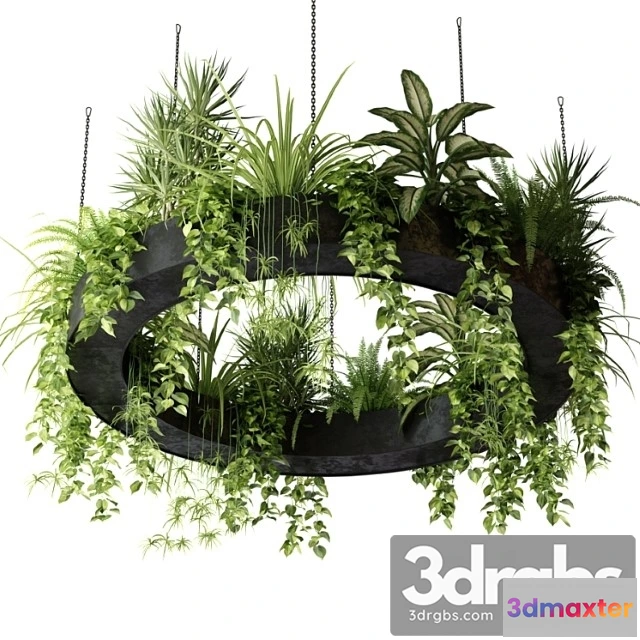 1062156 - Indoor plants in a hanging ring planter