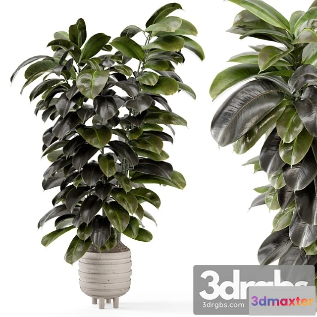 1062162 - Indoor plants in concrete pots - set 953