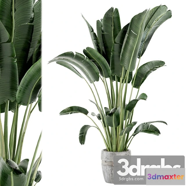 1062216 - Indoor plants in rusty concrete pot - set 124