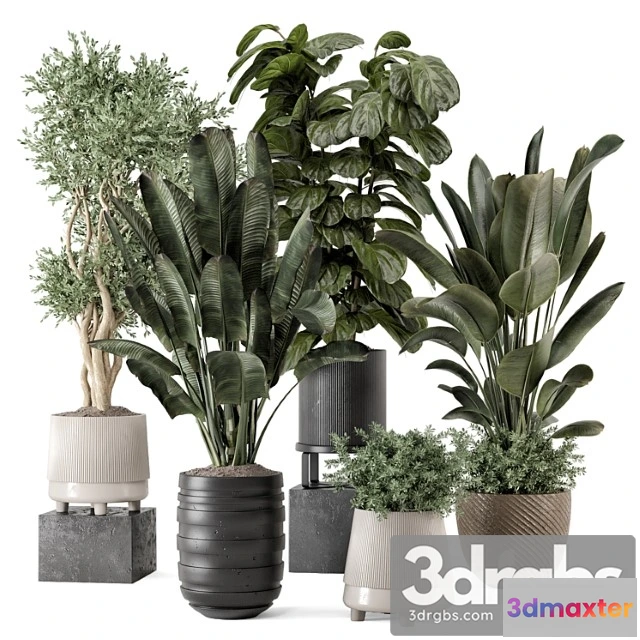 1062218 - Indoor plants in rusty concrete pot - set 1291