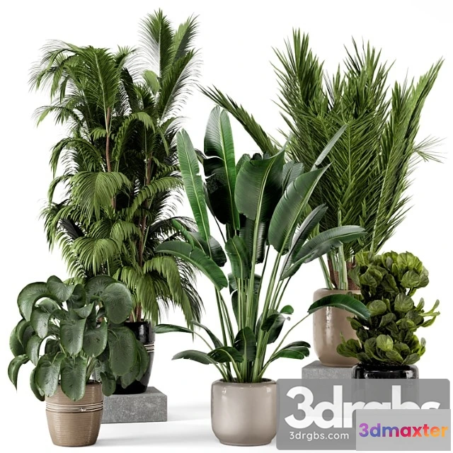 1062222 - Indoor plants in rusty concrete pot - set 217