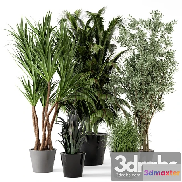 1062224 - Indoor plants in rusty concrete pot - set 225
