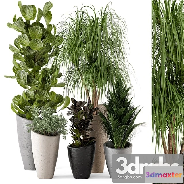 1062228 - Indoor plants in rusty concrete pot - set 240