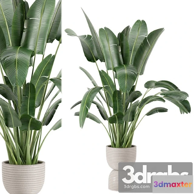 1062232 - Indoor plants in rusty concrete pot - set 298