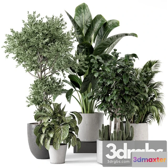 1062238 - Indoor plants in rusty concrete pot - set 584