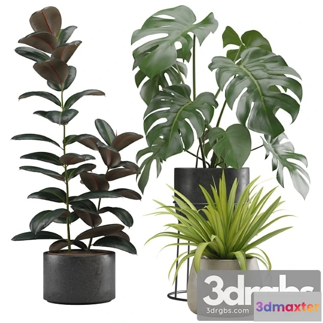 1062264 - Indoor plants pack 15
