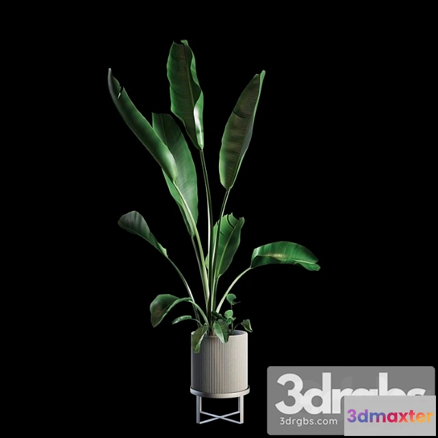 1062268 - Indoor plants set 05