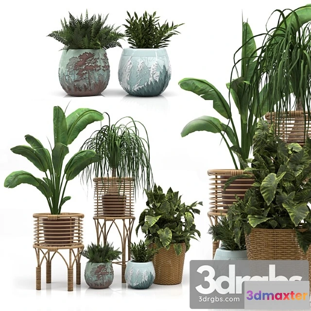1062272 - Indoor plants set
