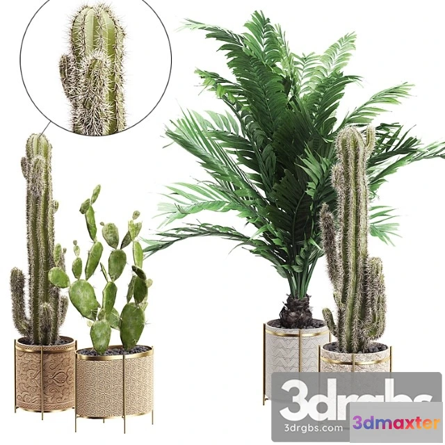 1062286 - Interior flower pack 20 - cactus. part 4