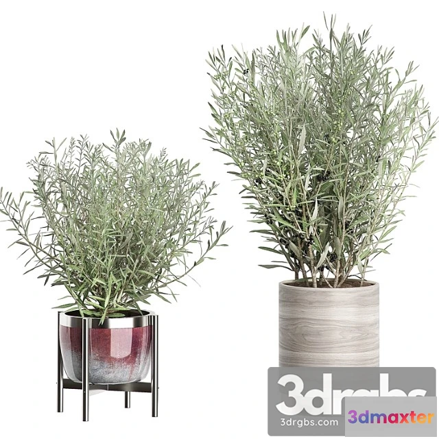 1062294 - Interior olive tree pack 66