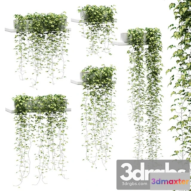 1062296 - Ivy for shelves v2