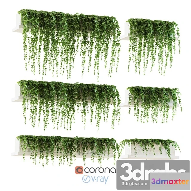 1062298 - Ivy for shelves