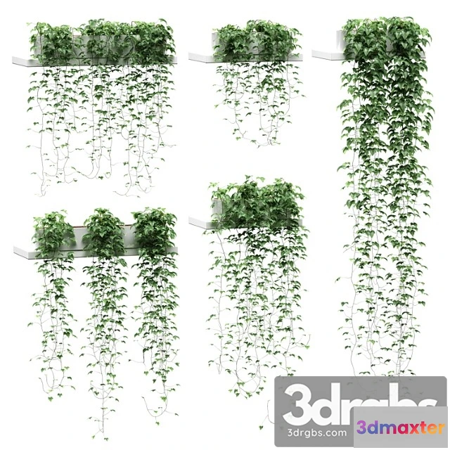 1062300 - Ivy for shelves_3