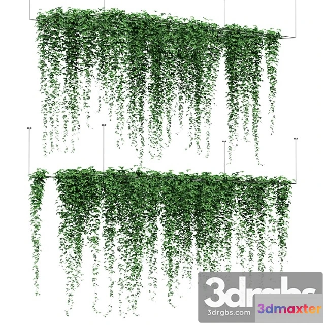 1062302 - Ivy hanging from the ceiling. 2 models