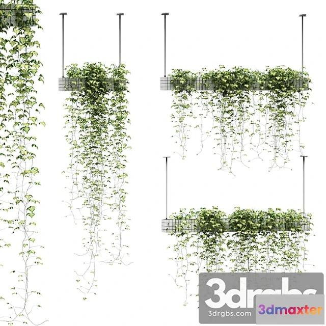 1062308 - Ivy in hanging pots. 3 models