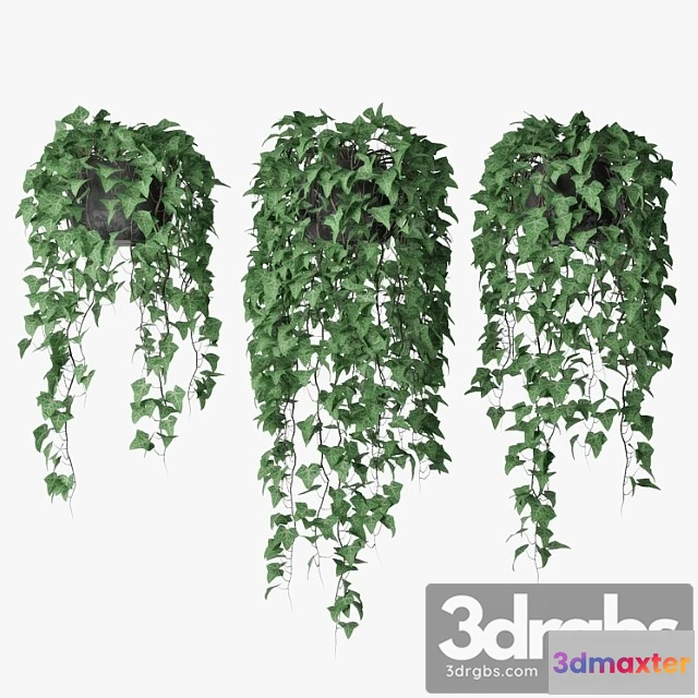 1062310 - Ivy in pot 09