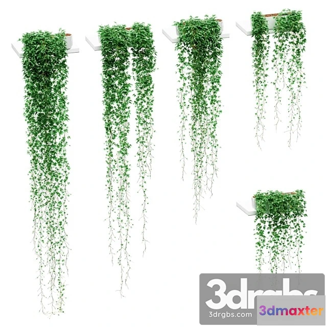 1062312 - Ivy in pots on the shelves. 5 models