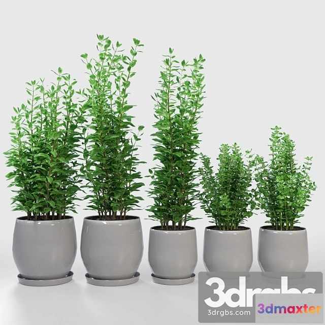 1062318 - Kitchen plant - campana gray planters