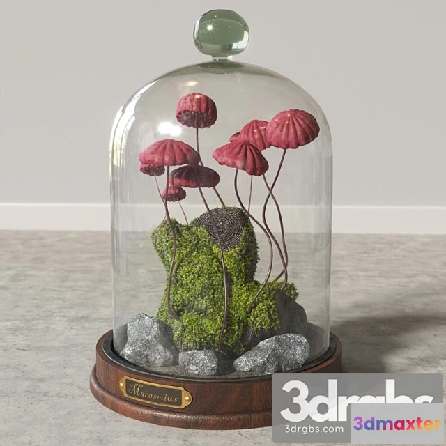1062334 - Marasmius Florarium