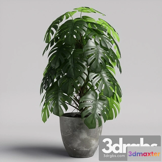 1062342 - Monstera 02