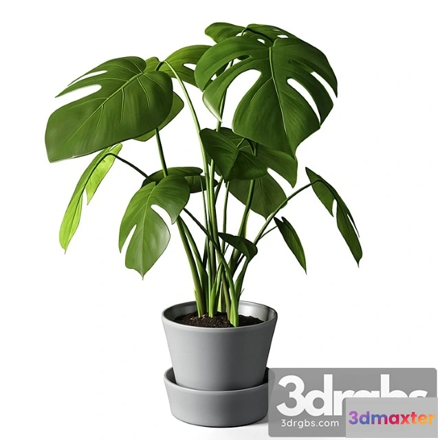 1062352 - Monstera_2