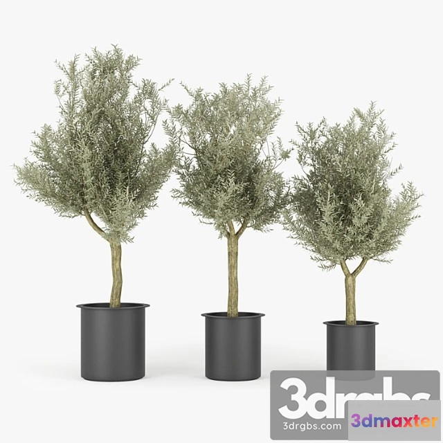 1062360 - Olive tree - No.2