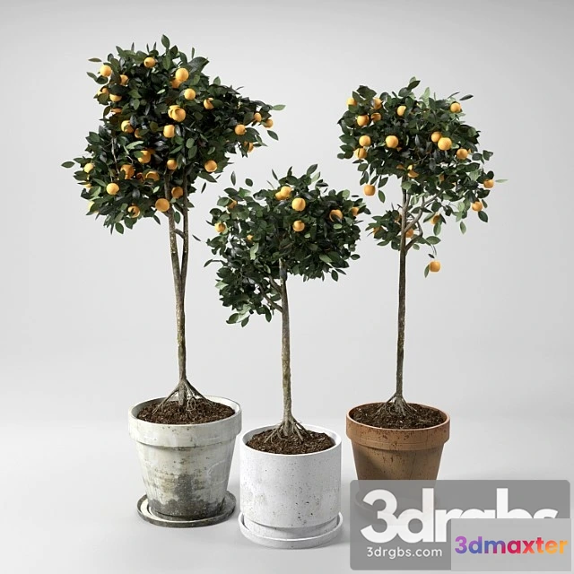 1062362 - Orange trees Set 01