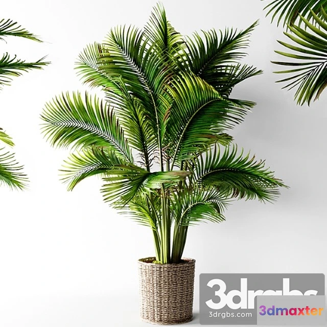 1062378 - Palm areca