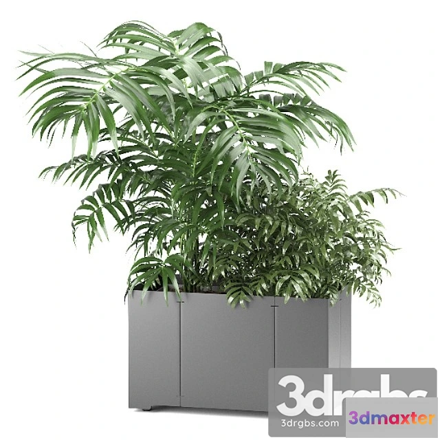 1062382 - Palm tree in a pot 02 (cape collection)