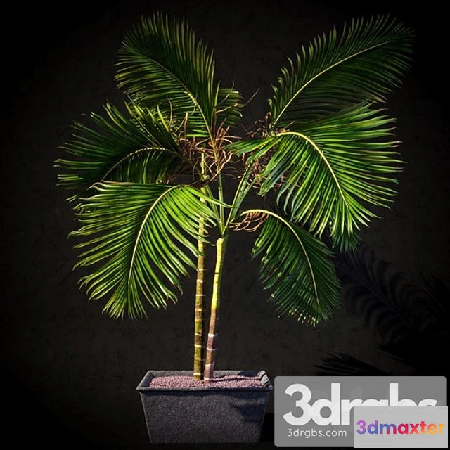 1062386 - Palma interior