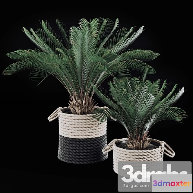 1062390 - Palms in baskets