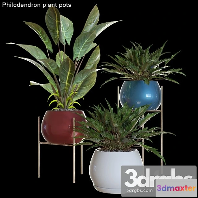 1062398 - Philodendron plant pots