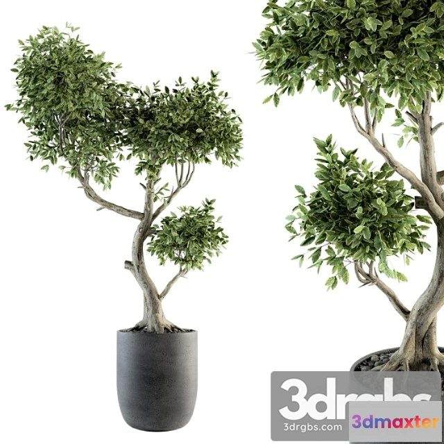 1062416 - Plant big bonsai indoor plants 110