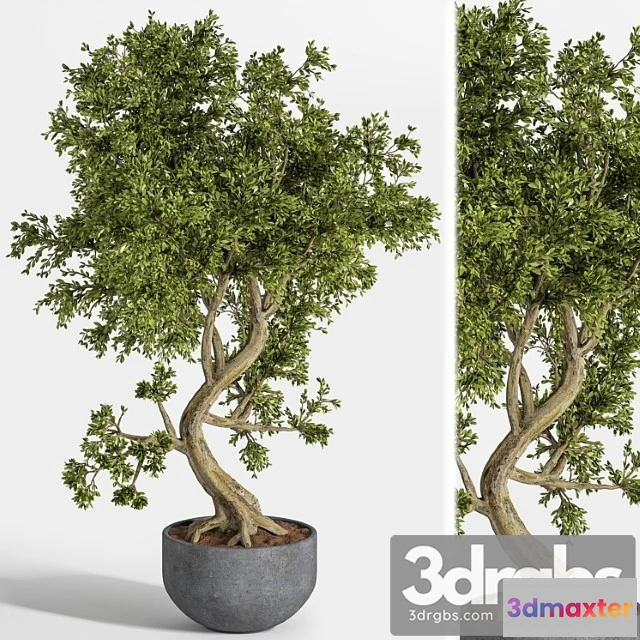 1062418 - Plant bonsai 01