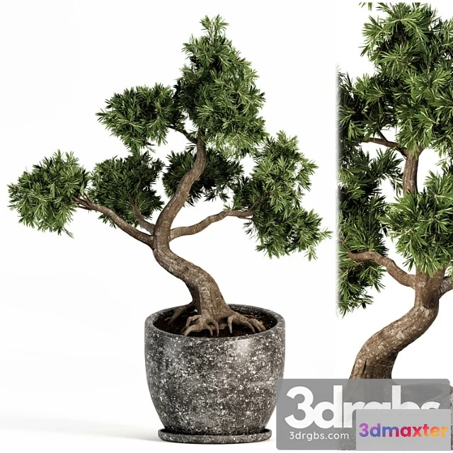 1062420 - Plant bonsai-01